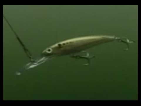 Load and play video in Gallery viewer, X-Rap® Magnum® 20 Gold Green Mackerel
